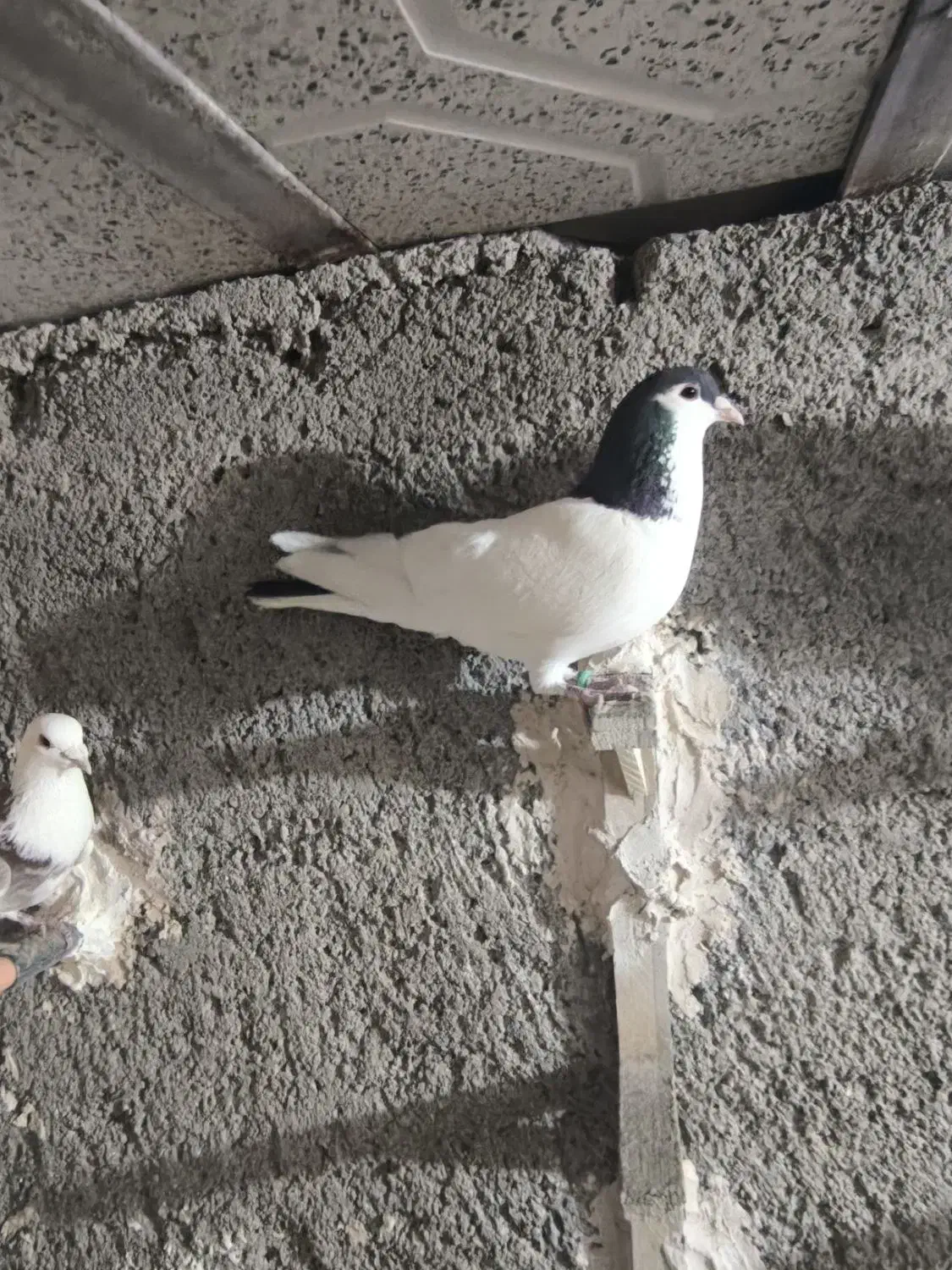 کفتر بوم|پرنده|مشهد, محمدآباد|دیوار