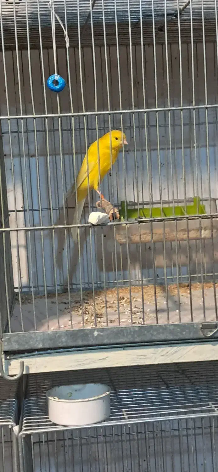 قناری رسمی بلند نرماده|پرنده|همدان, |دیوار