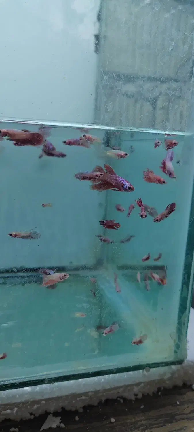 فایتر یک بند موجود شد|ماهی|شیراز, گود عربان|دیوار