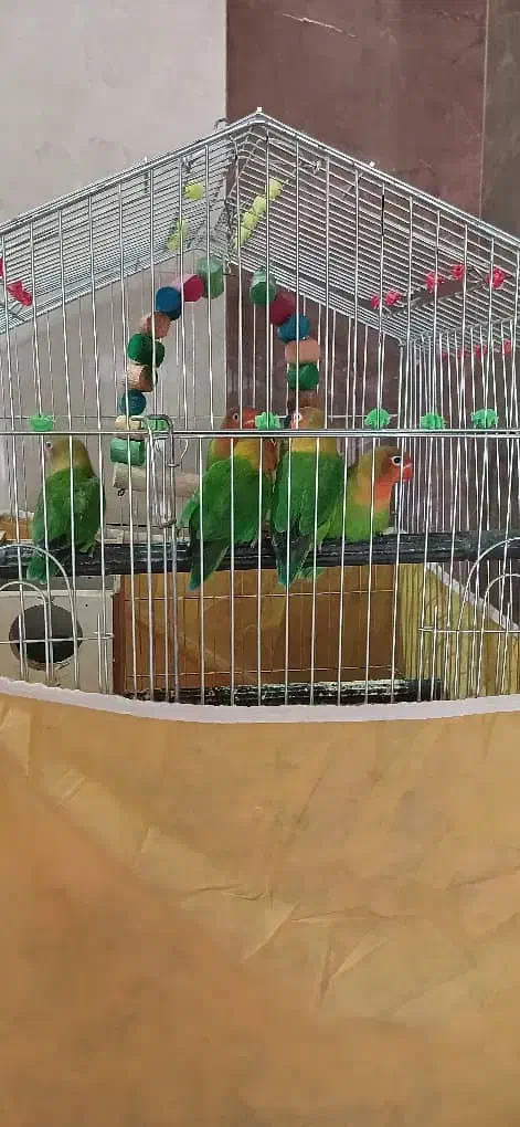 کوتوله برزیلی|پرنده|سیستان, |دیوار