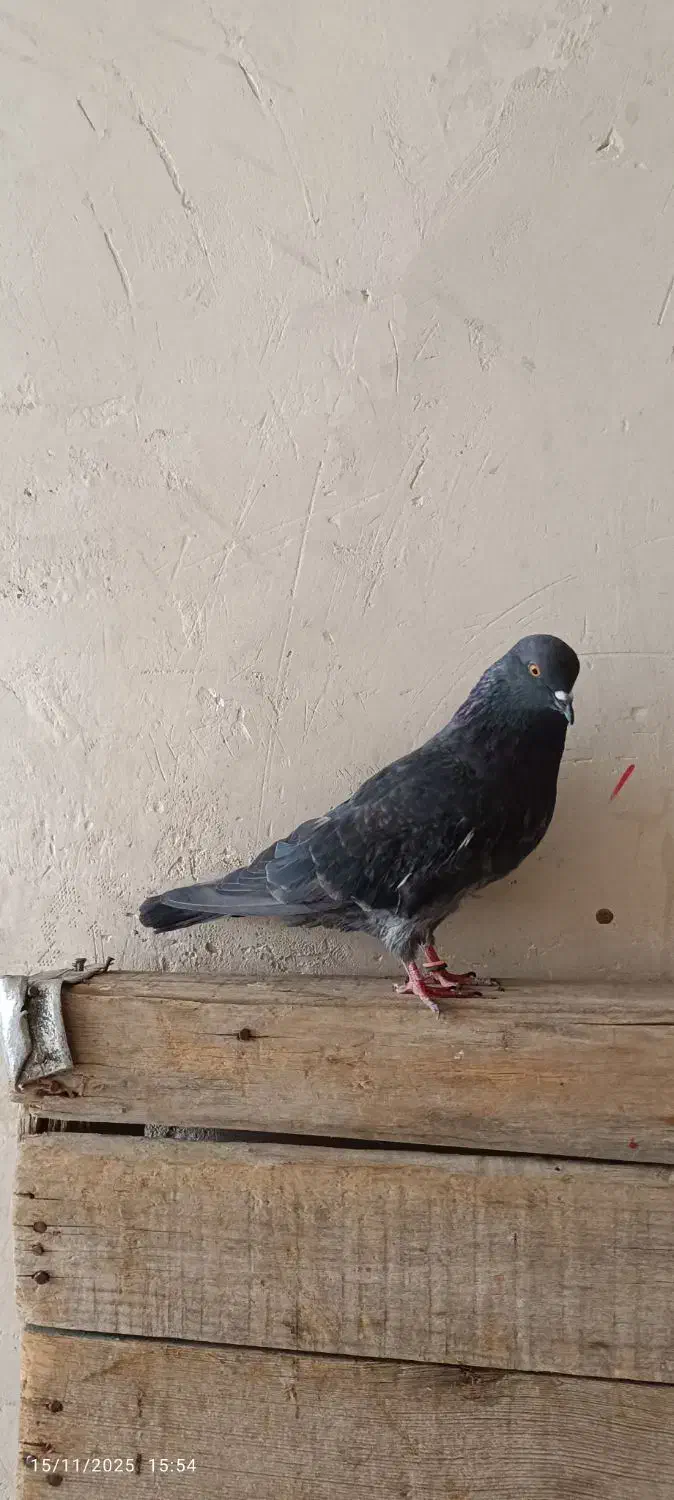 کبوتر|پرنده|نقده, |دیوار