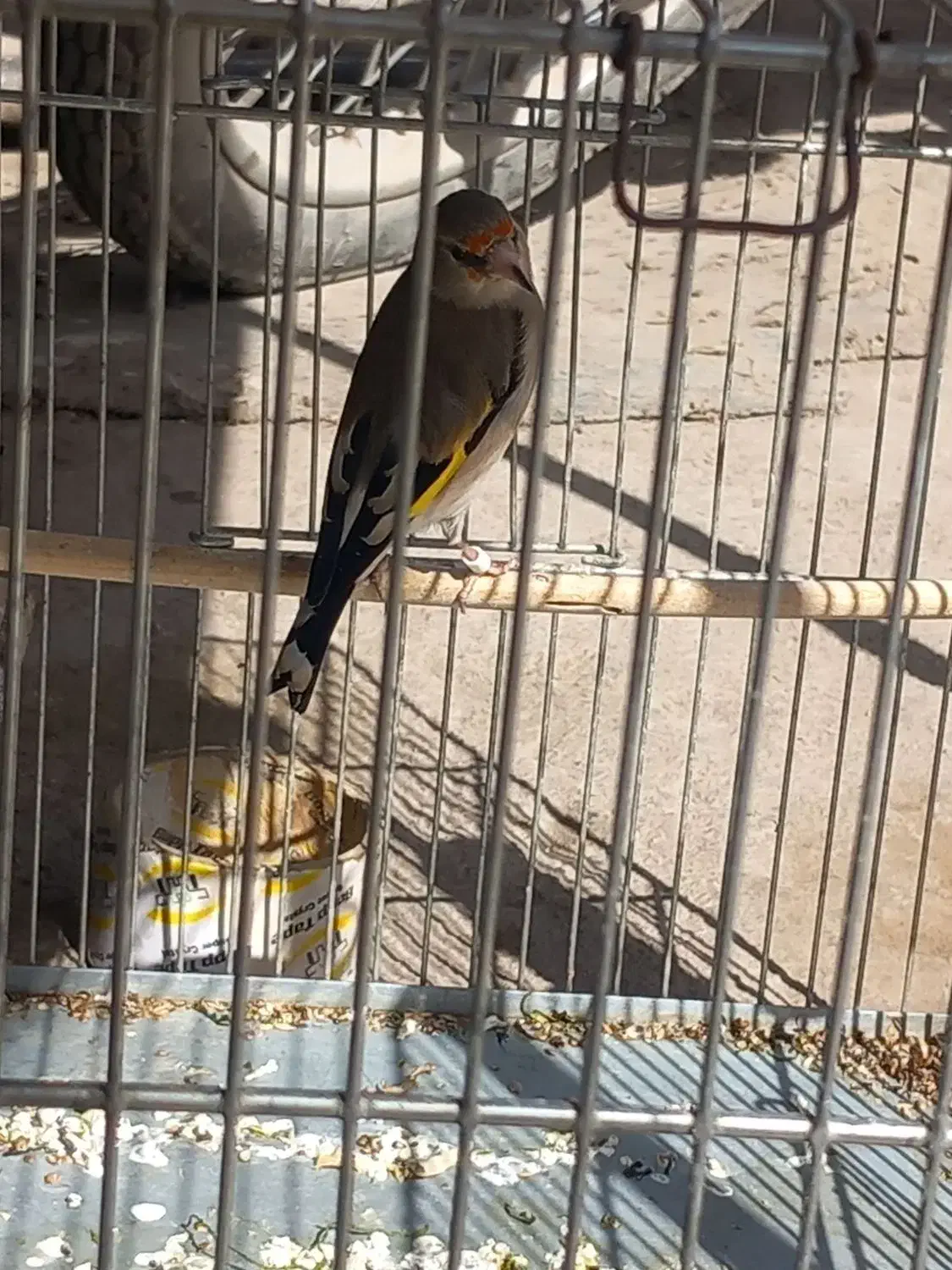 سهره ماده|پرنده|نیشابور, مازول|دیوار