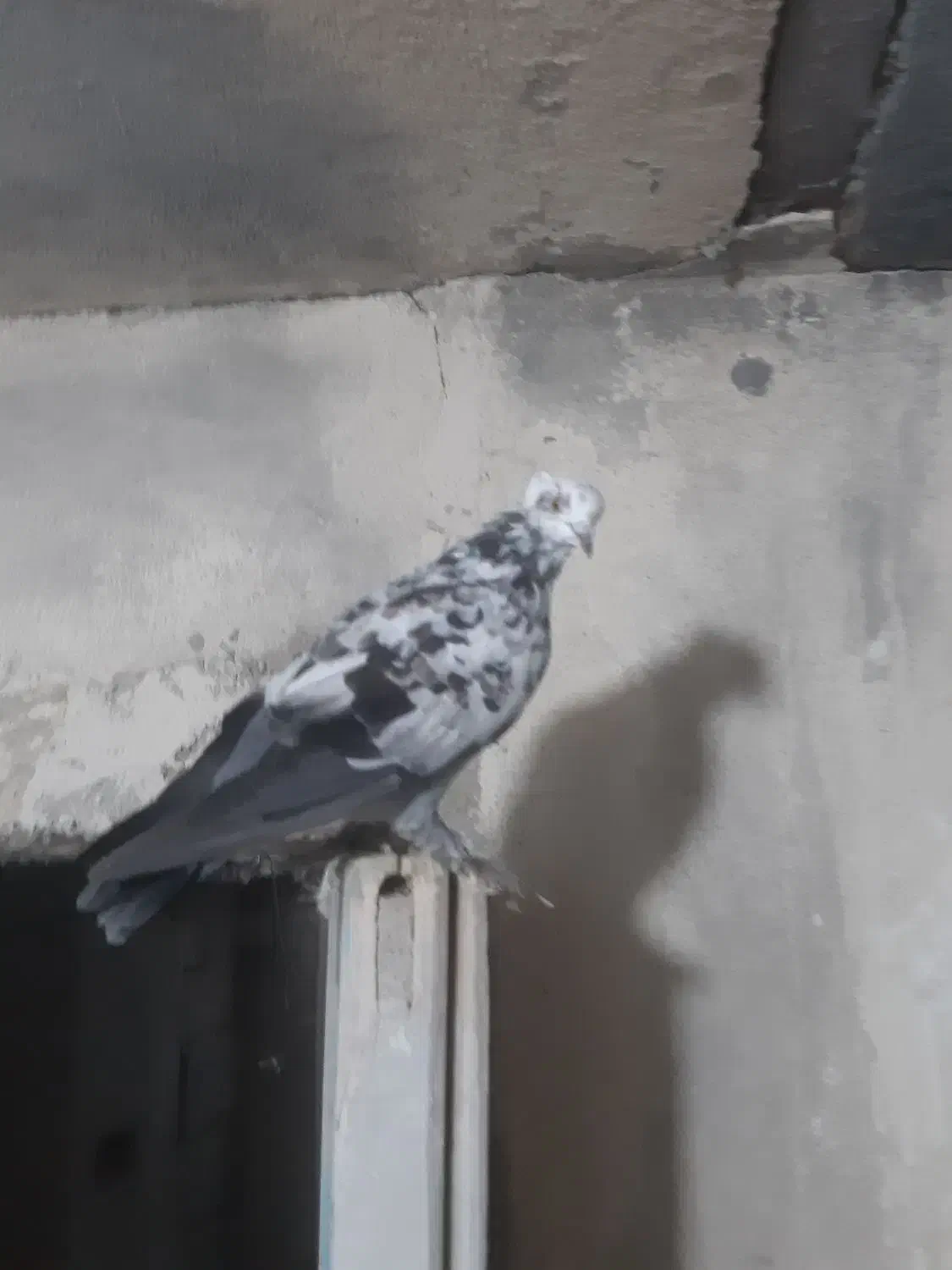 کاشان|پرنده|ارومیه, |دیوار