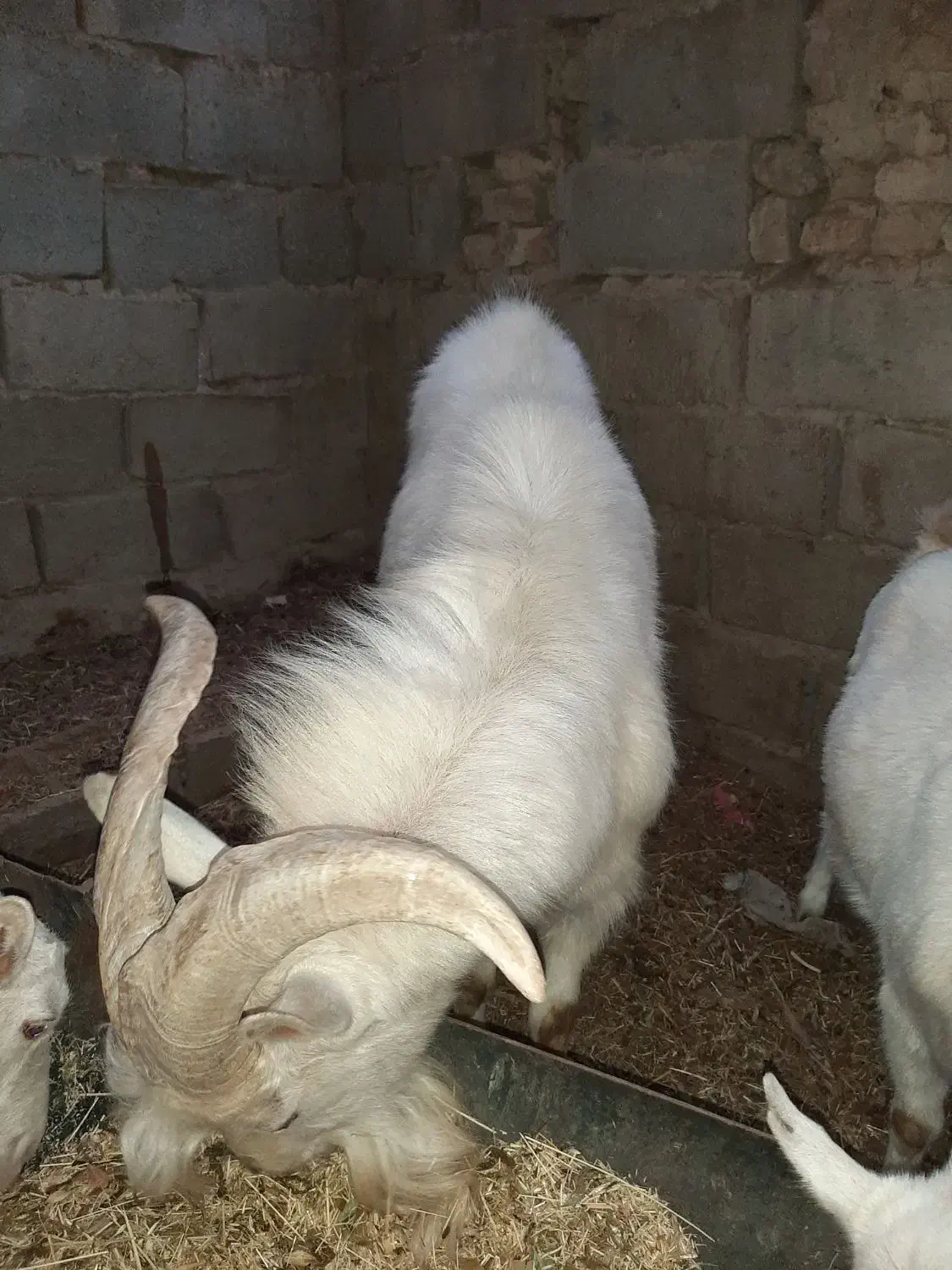 بز سانن|حیوانات مزرعه|درمیان, |دیوار