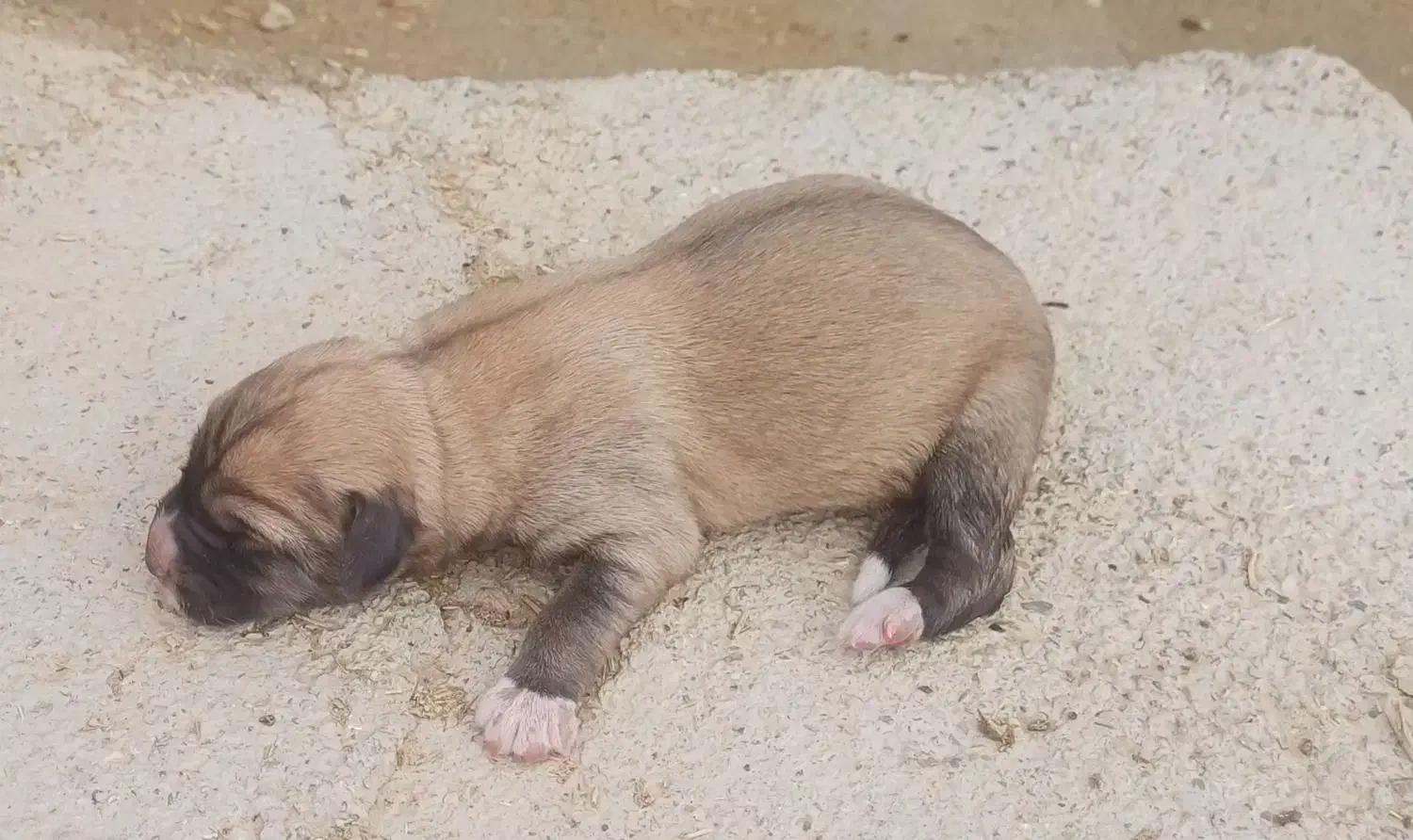 فروش سگ|سگ|بجنورد, |دیوار