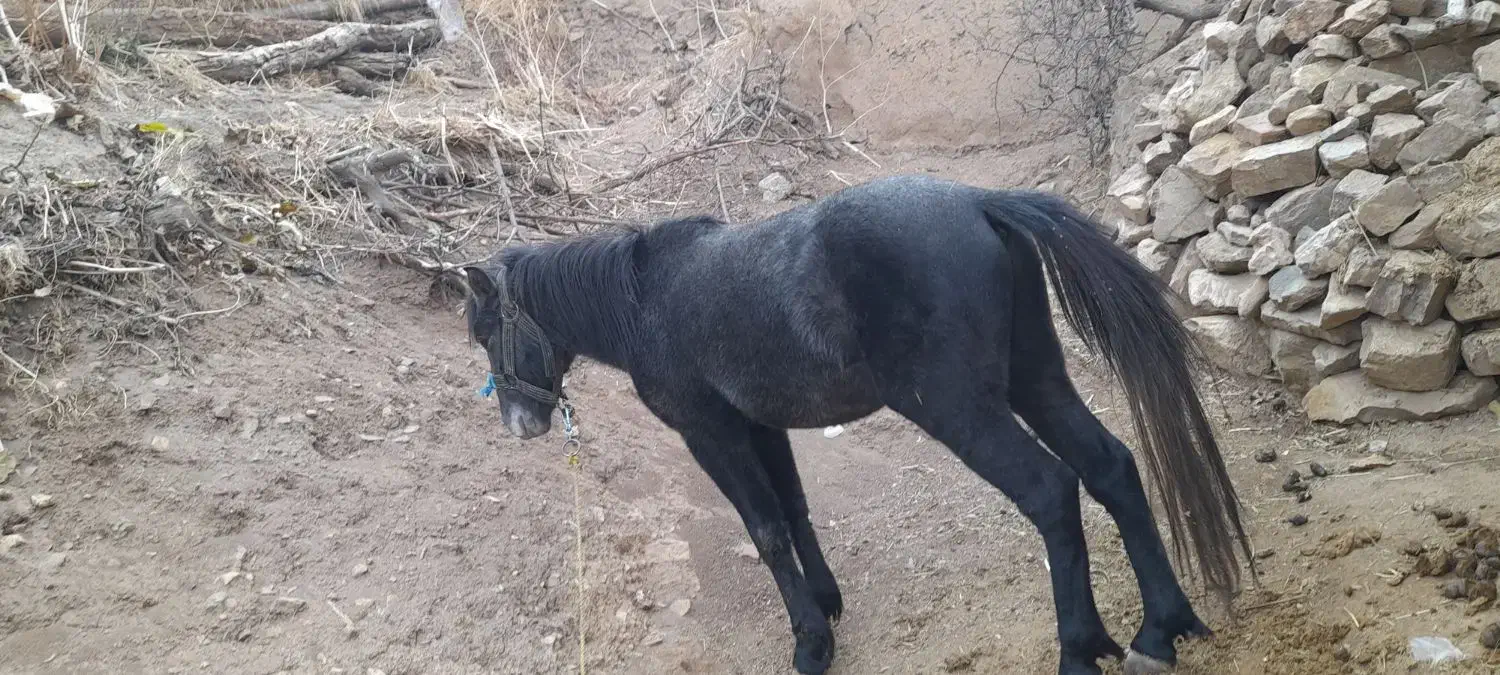 اسب|اسب و تجهیزات اسبسواری|خلخال, |دیوار