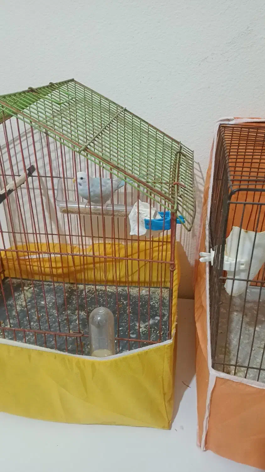 موغ عشق |پرنده|پارسآباد, |دیوار