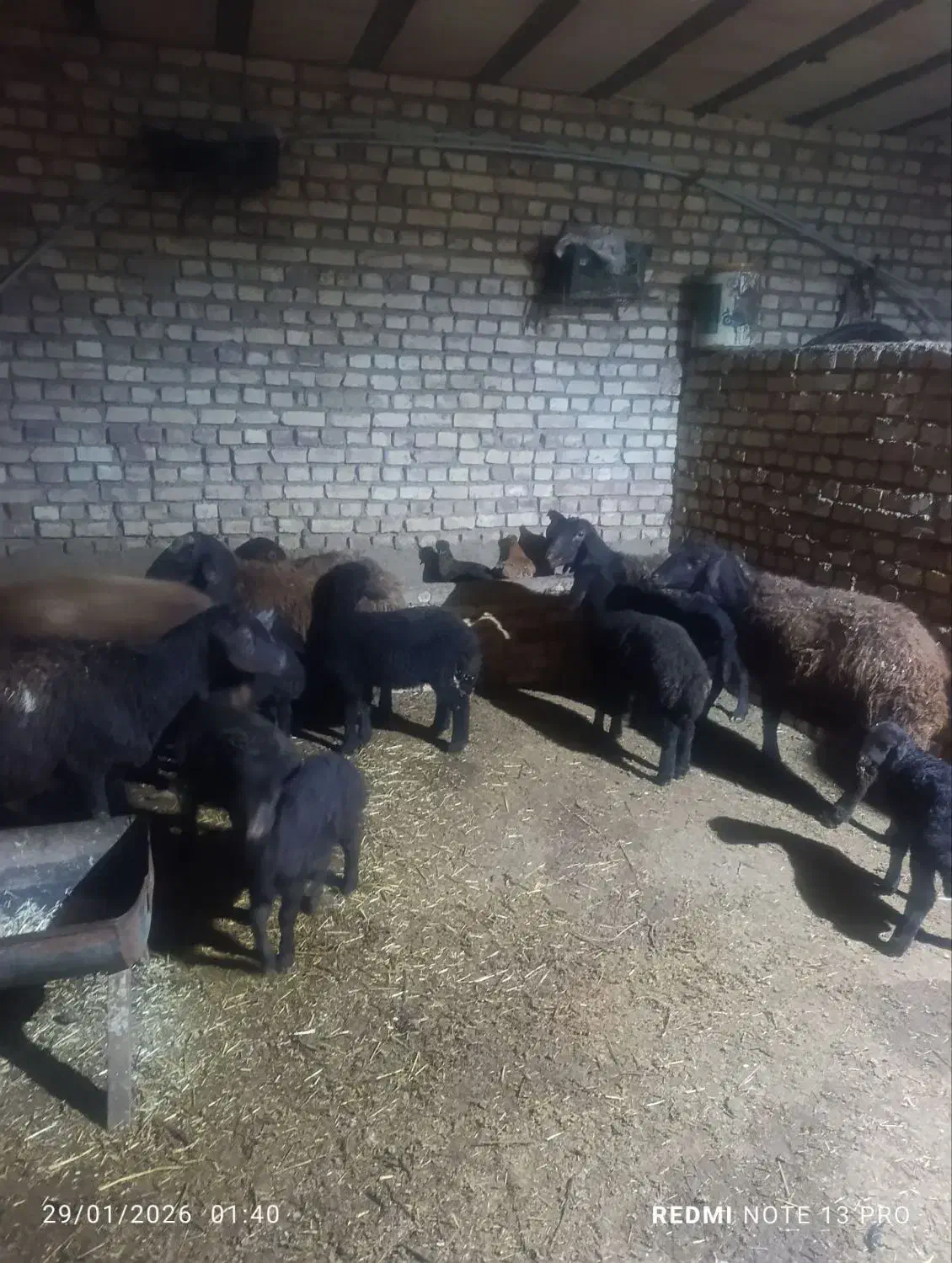 میش وبره|حیوانات مزرعه|طاغنکوه, |دیوار