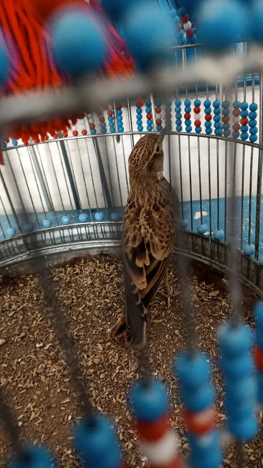 سهره خاکی نر بخون با قفس|پرنده|پاکدشت, حصار امیر|دیوار