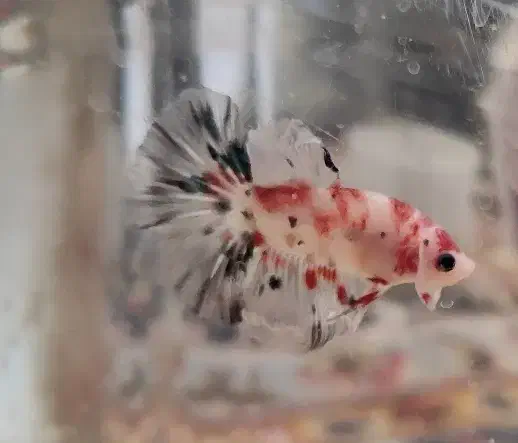 فایتر|ماهی|بروجرد, |دیوار