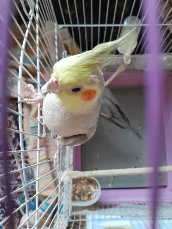 عروس جفت|پرنده|شهر ری, ظهیرآباد|دیوار