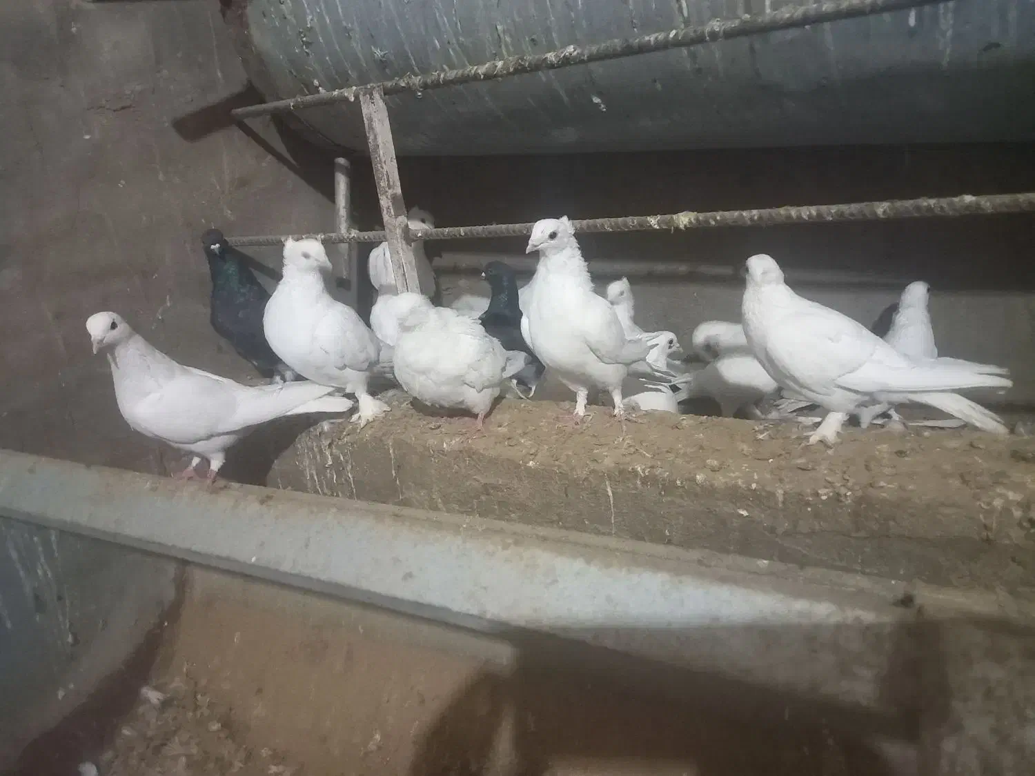 باسلام فروش کفتر به فروش میرسد|پرنده|اردکان, |دیوار