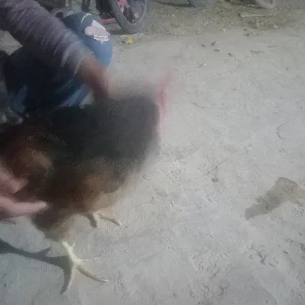 مرغ محلی وخروس محلی|حیوانات مزرعه|کرمان, |دیوار