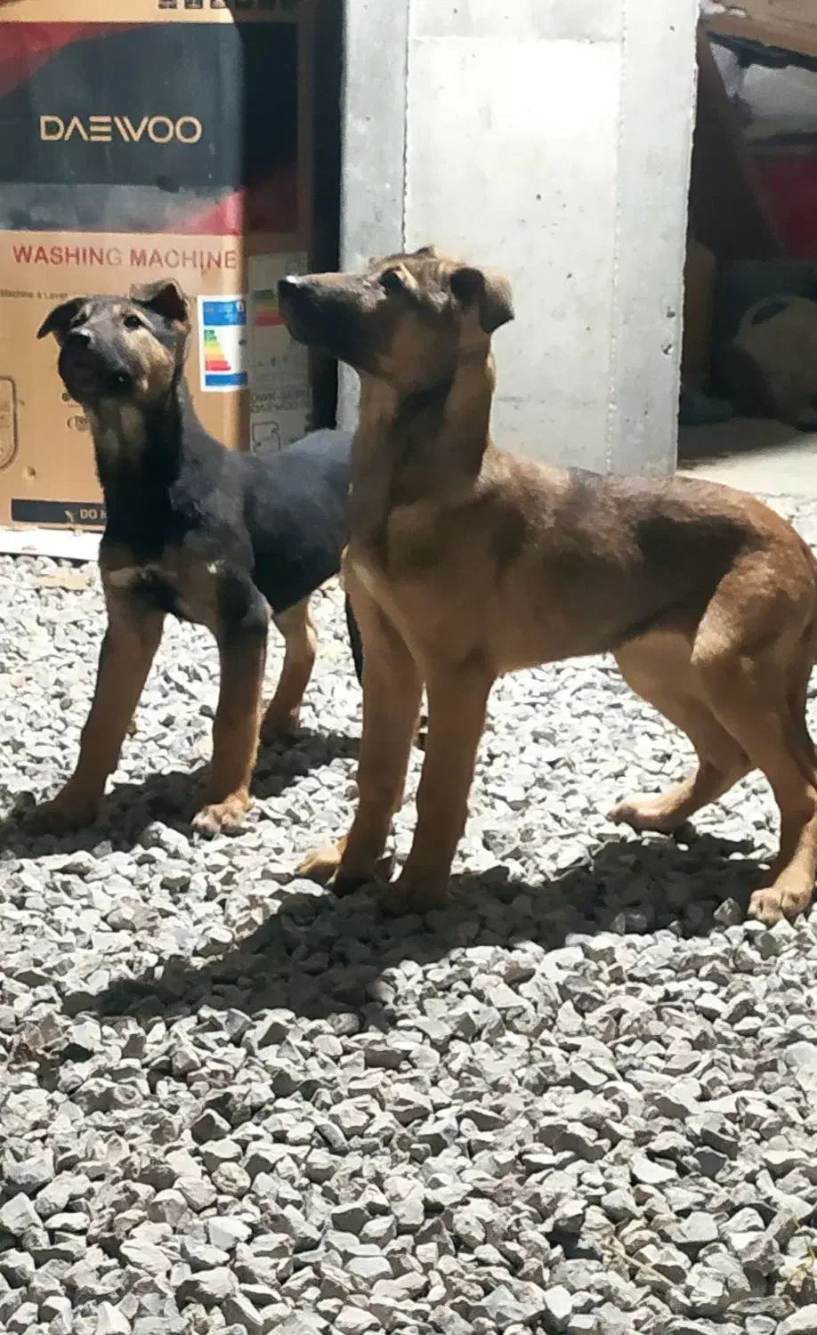 توله مالینویز دوبرمن|سگ|کرمانشاه, |دیوار