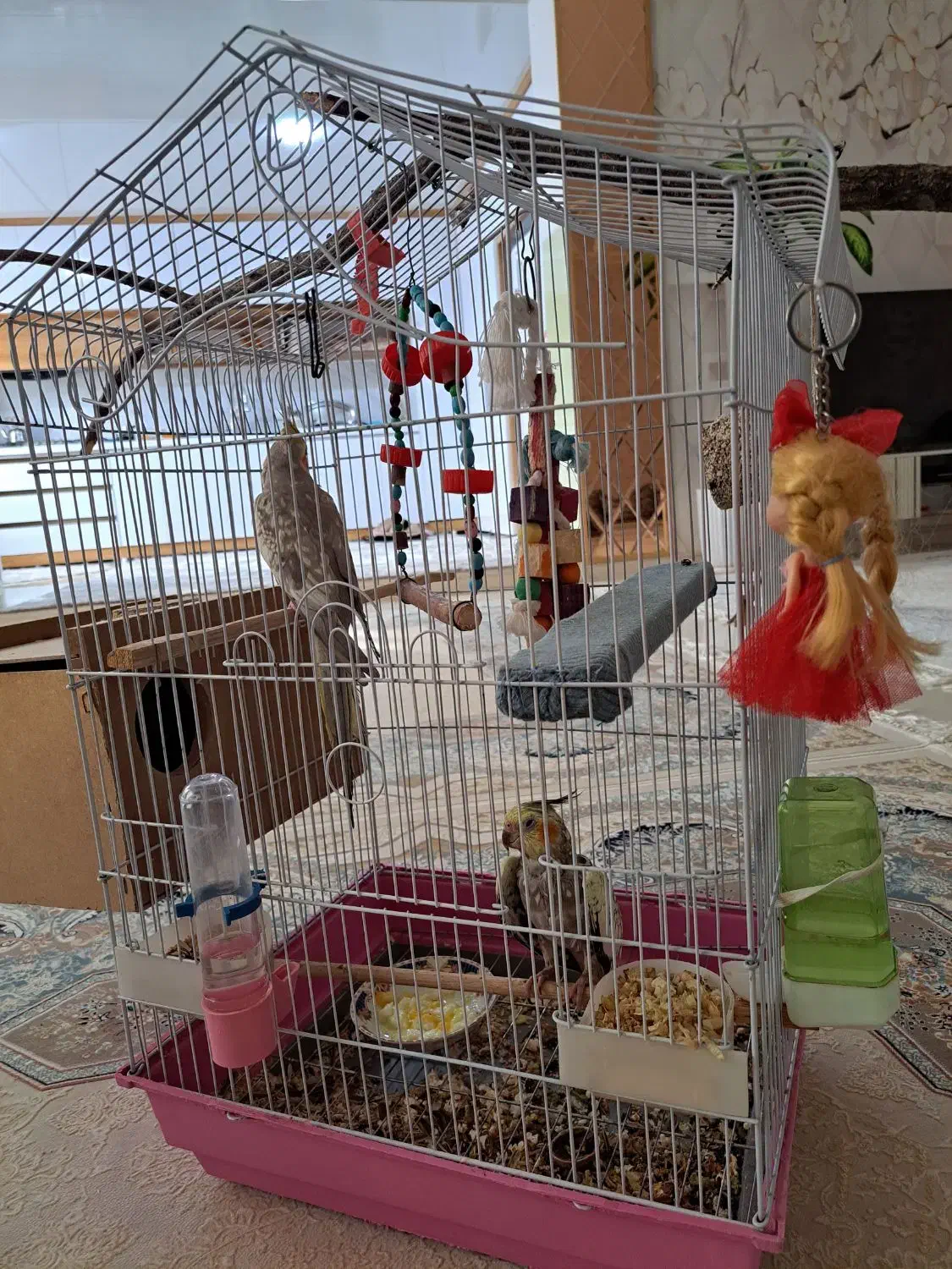 یک جفت عروس هلندی|پرنده|شاهین دژ, |دیوار