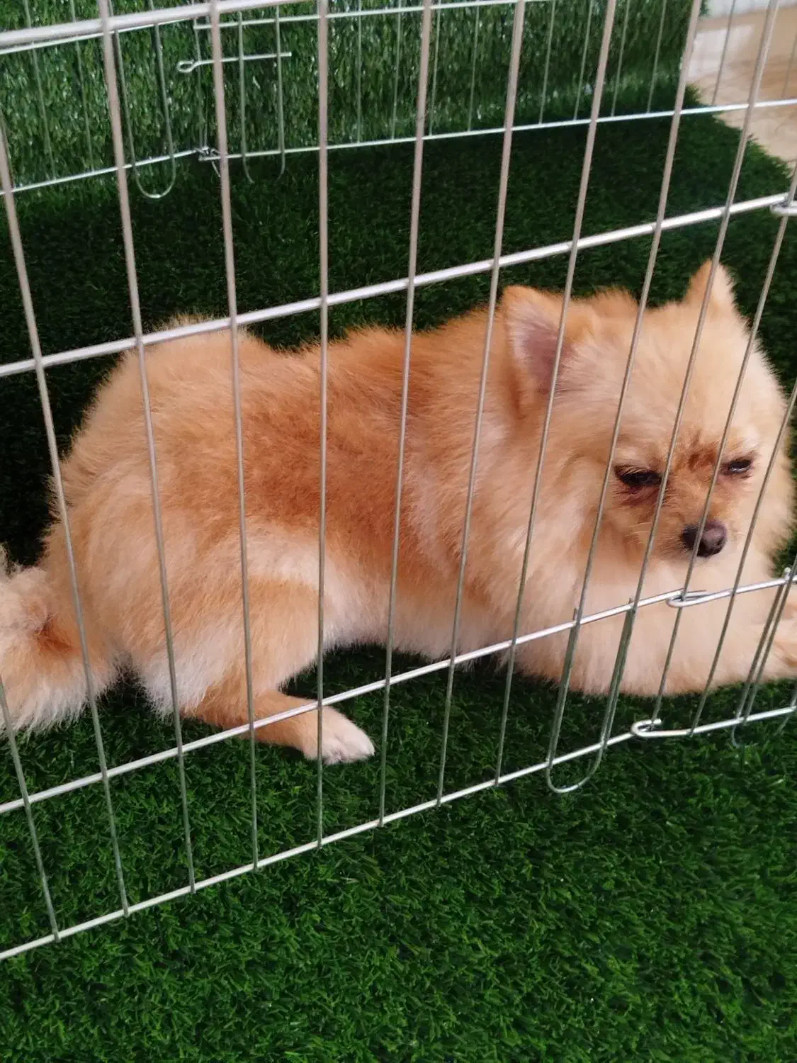 پامرانین روباهی مینی|سگ|نسیم‌شهر, |دیوار