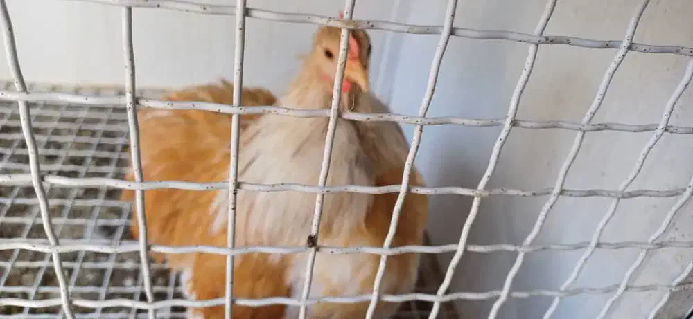 خروس کوشین رنگ لمون|حیوانات مزرعه|اردکان, |دیوار