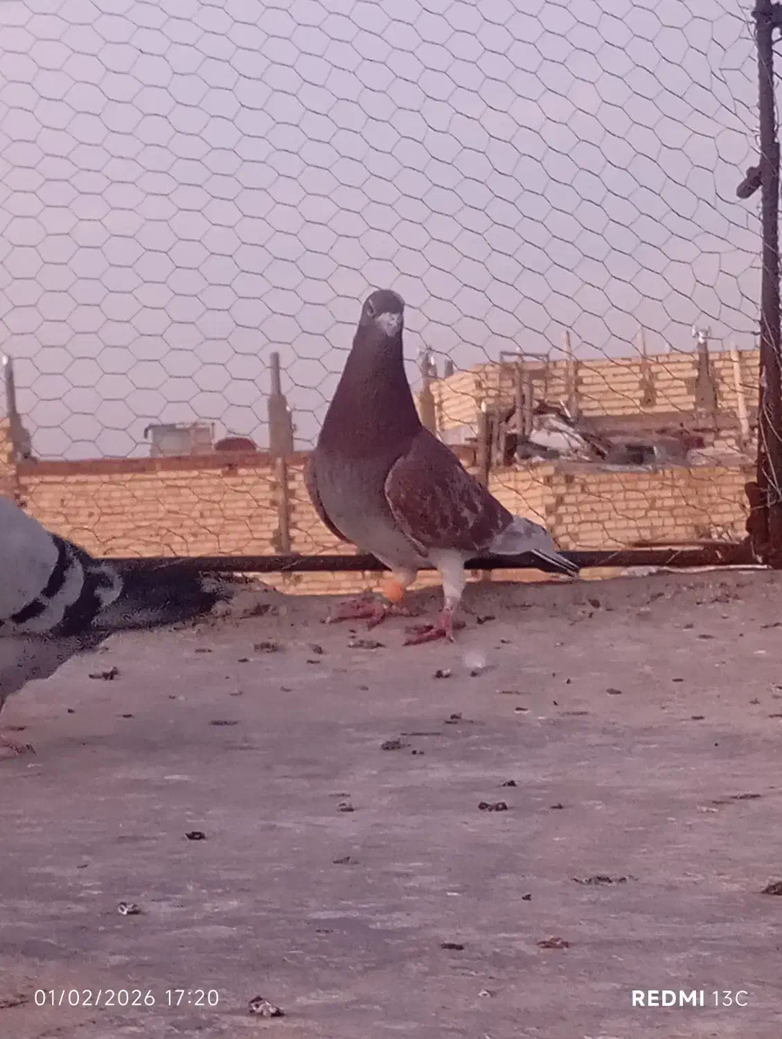 نربورمکس|حیوانات|زاهدان, |دیوار