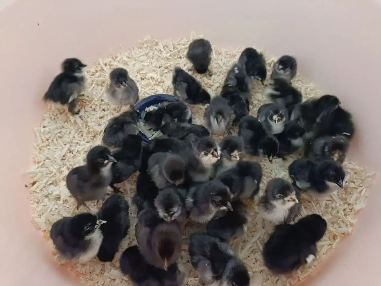 جوجه غاز جوجه بوقلمون و جوجه گلین و مرندی|حیوانات مزرعه|آمل, |دیوار