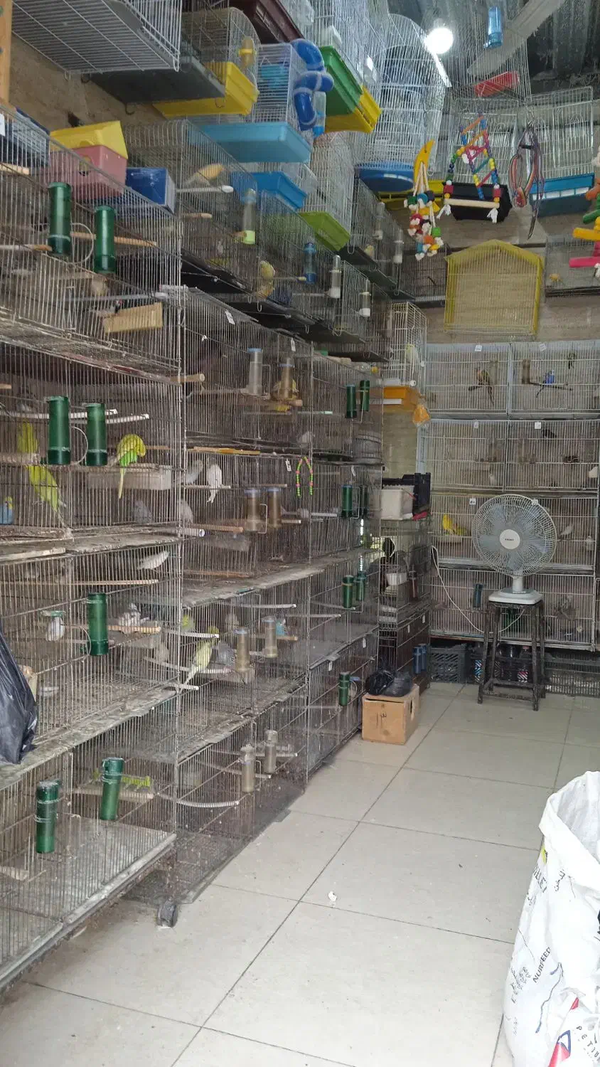 انواع دانه و پرنده و لوازم جانبی پرندگان|لوازم جانبی حیوانات|رشت, دیانتی|دیوار