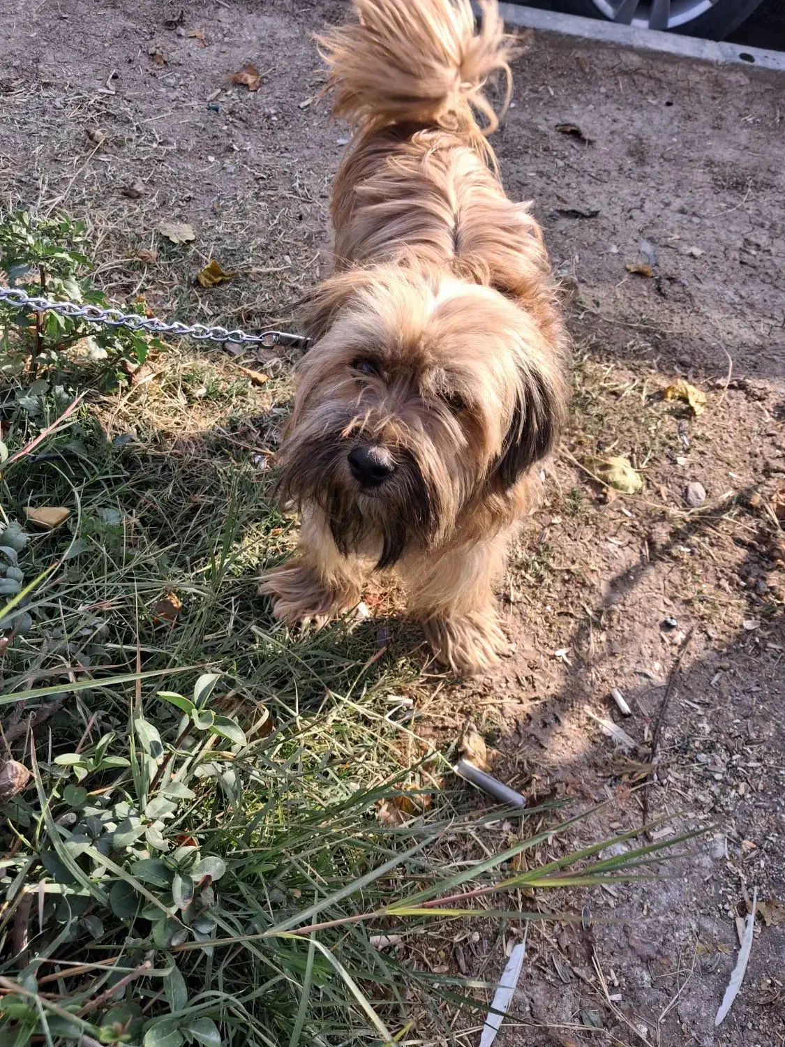 معاوضه سگ با پرنده|سگ|اصفهان, شهرک کاوه|دیوار