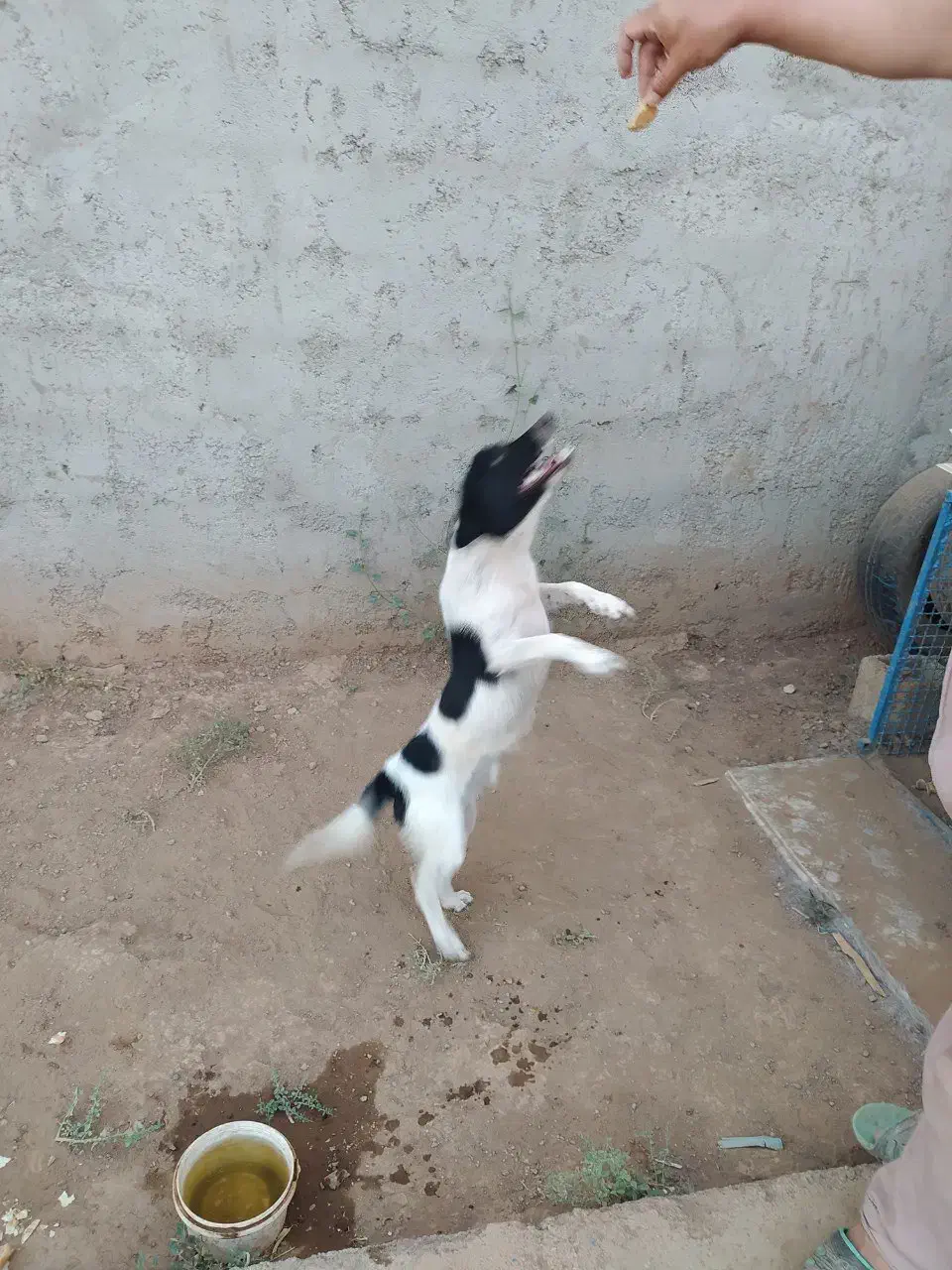 سگ پاکوتاه|سگ|مرند, |دیوار