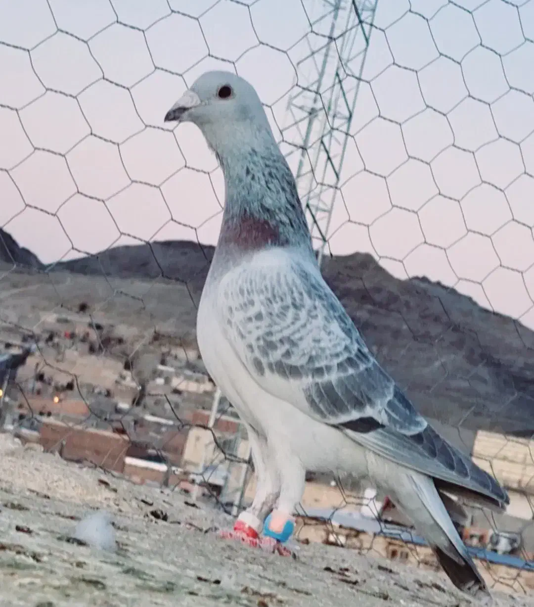 کفتر رنگی نابلد|پرنده|زاهدان, |دیوار