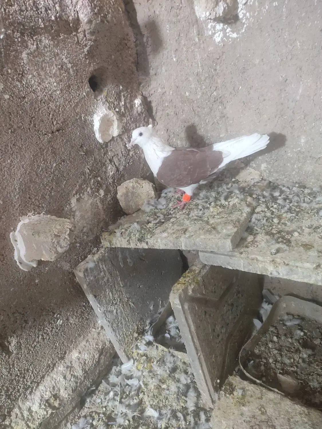 کفتر|پرنده|تربت‌حیدریه, پائین ولایت|دیوار