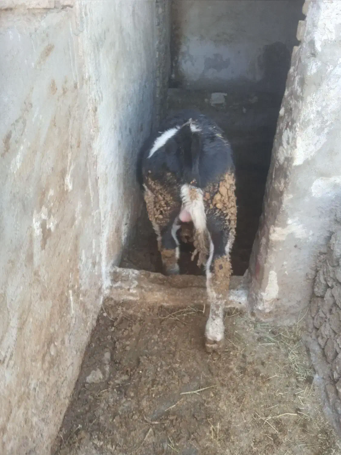 فروش گوساله|حیوانات مزرعه|رامند, |دیوار