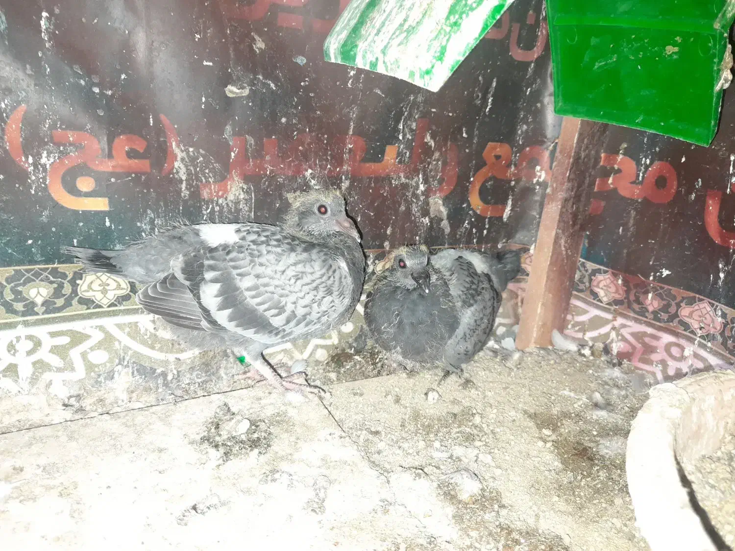 جوجه پلاکی|پرنده|همدان, |دیوار