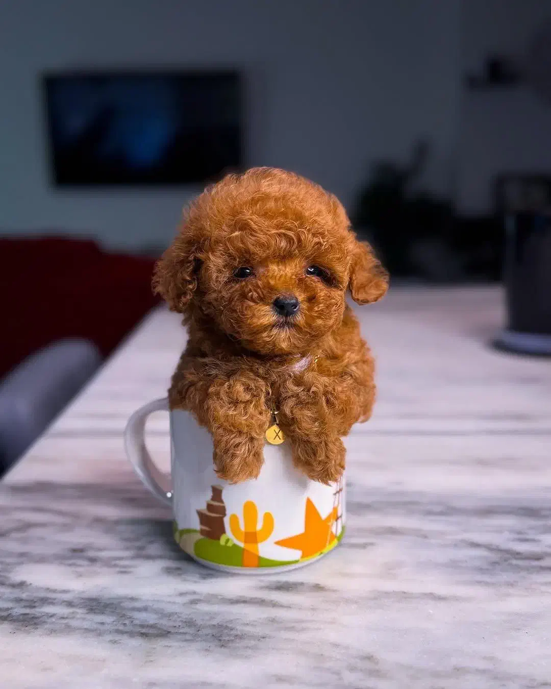 پودل توی|سگ|تبریز, |دیوار