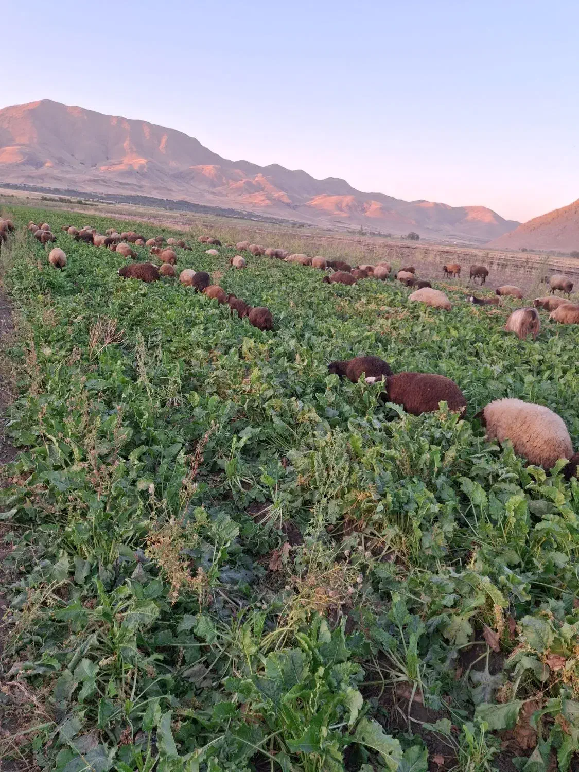 کار در دامداری|استخدام سرایداری و نظافت|دینور, |دیوار
