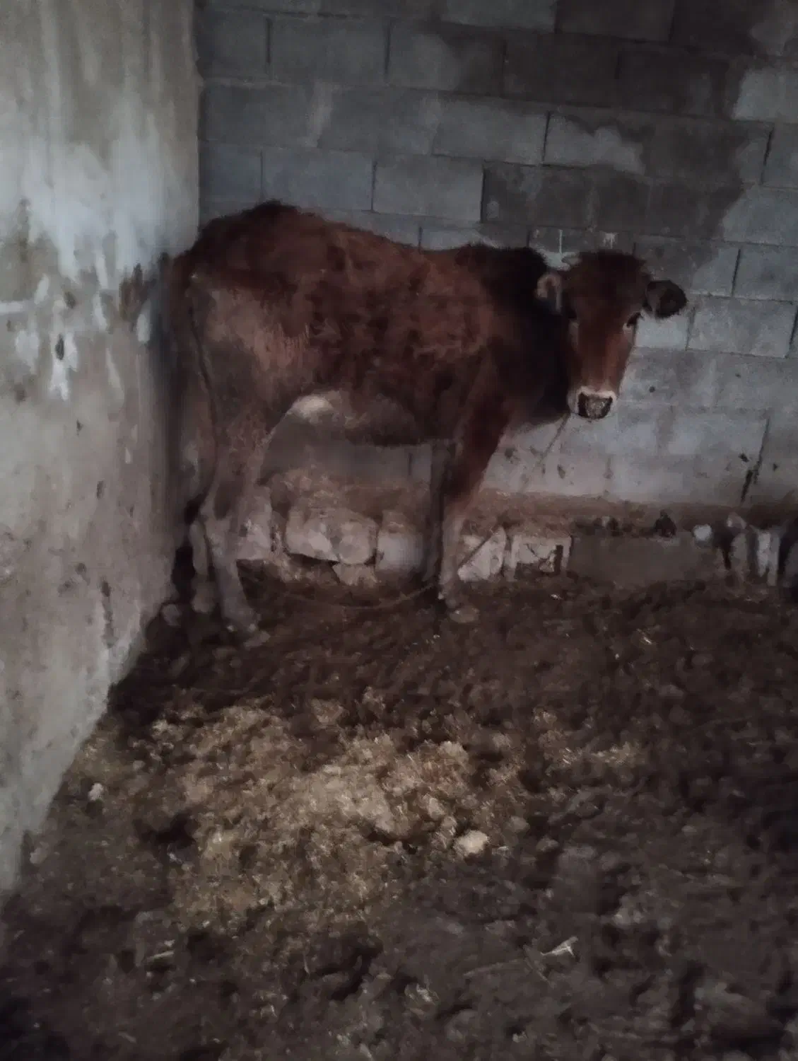 گاو ابستن|حیوانات مزرعه|جره و بالاده, |دیوار