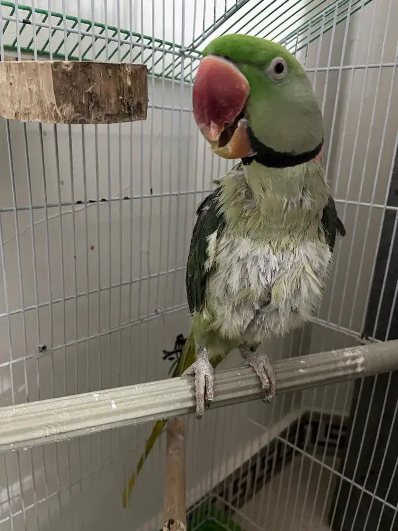 شاه طوطی|پرنده|زرندیه, |دیوار