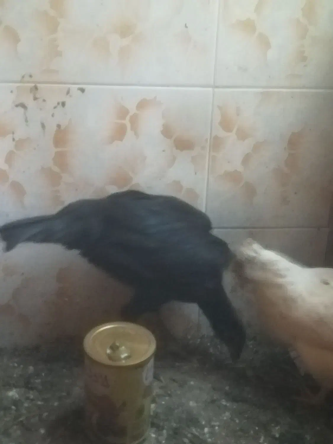 مرغ 5ماهه|حیوانات مزرعه|رشت, ولکس|دیوار