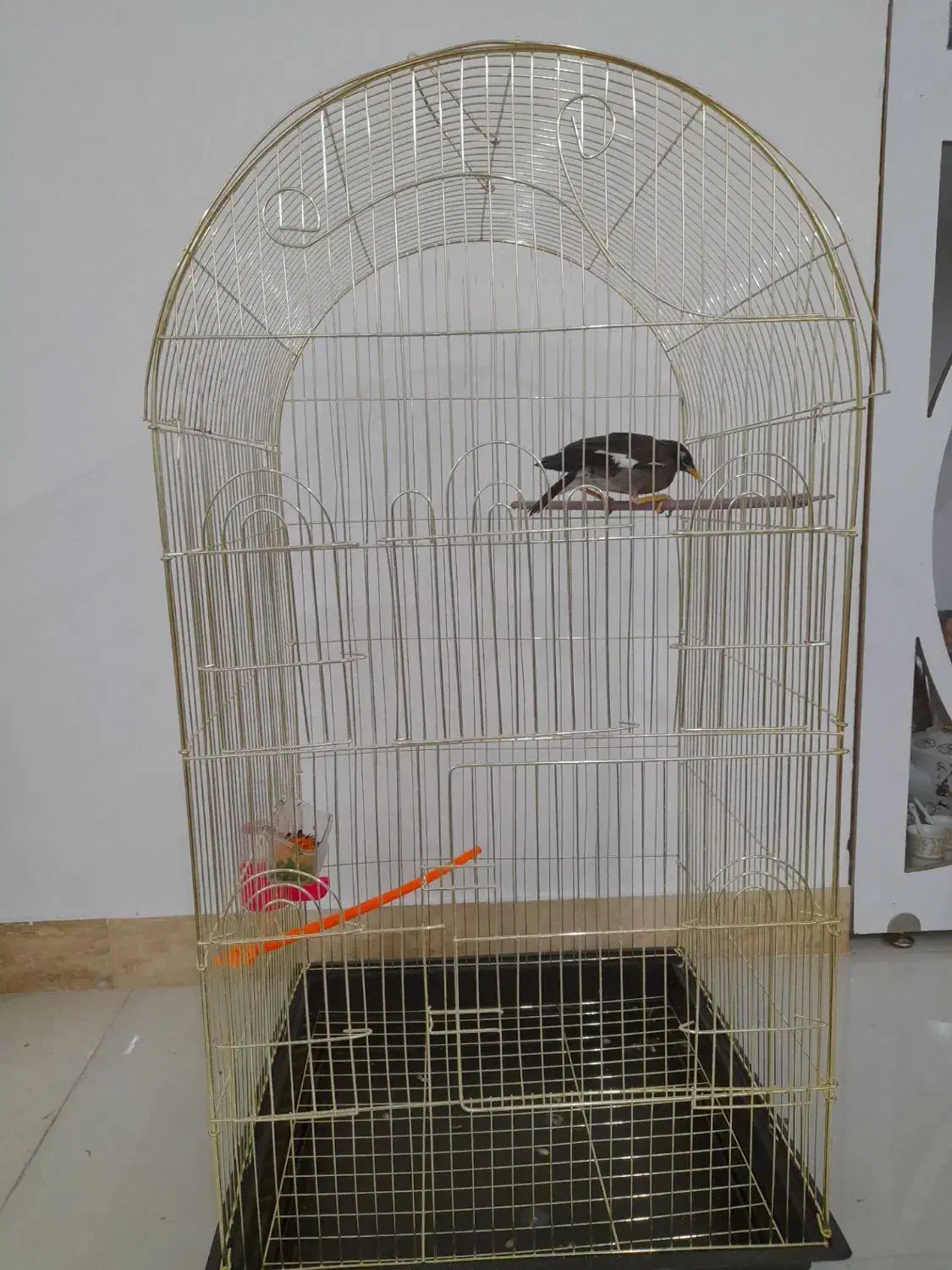 مینا‌|پرنده|مشهد, باغون آباد|دیوار