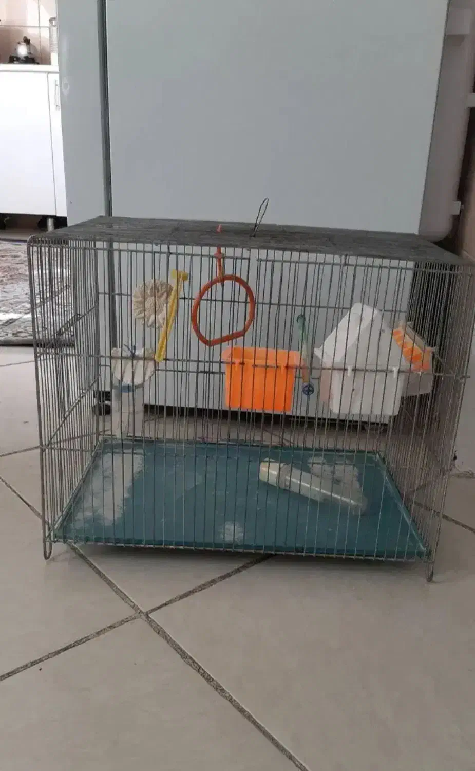 قفس پرنده|لوازم جانبی حیوانات|کرمانشاه, |دیوار