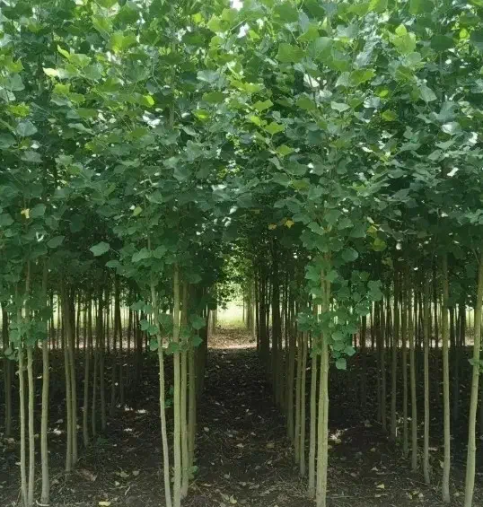 نهالستان فروش نهال های گردو صنوبر و بادام|خدمات باغبانی و درختکاری|قم, چهل درخت|دیوار