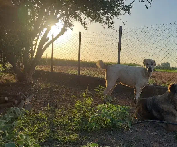 فروش سگ|سگ|ساری, |دیوار