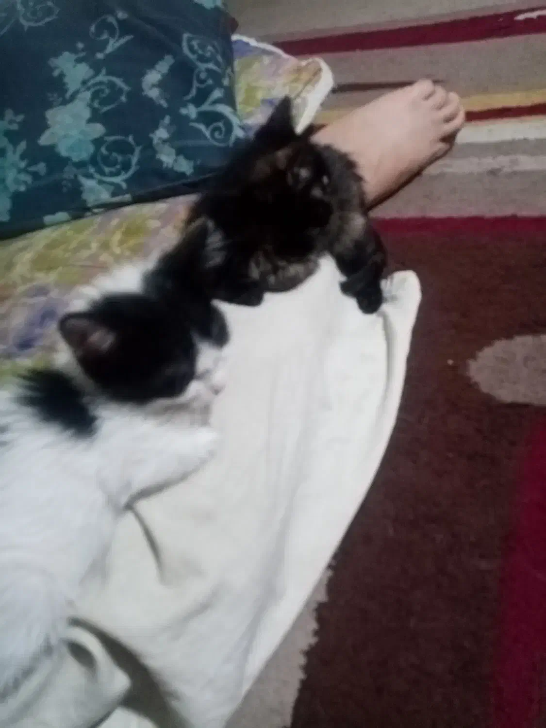 توله گربه 3ماه|گربه|شیراز, کوشک میدان|دیوار