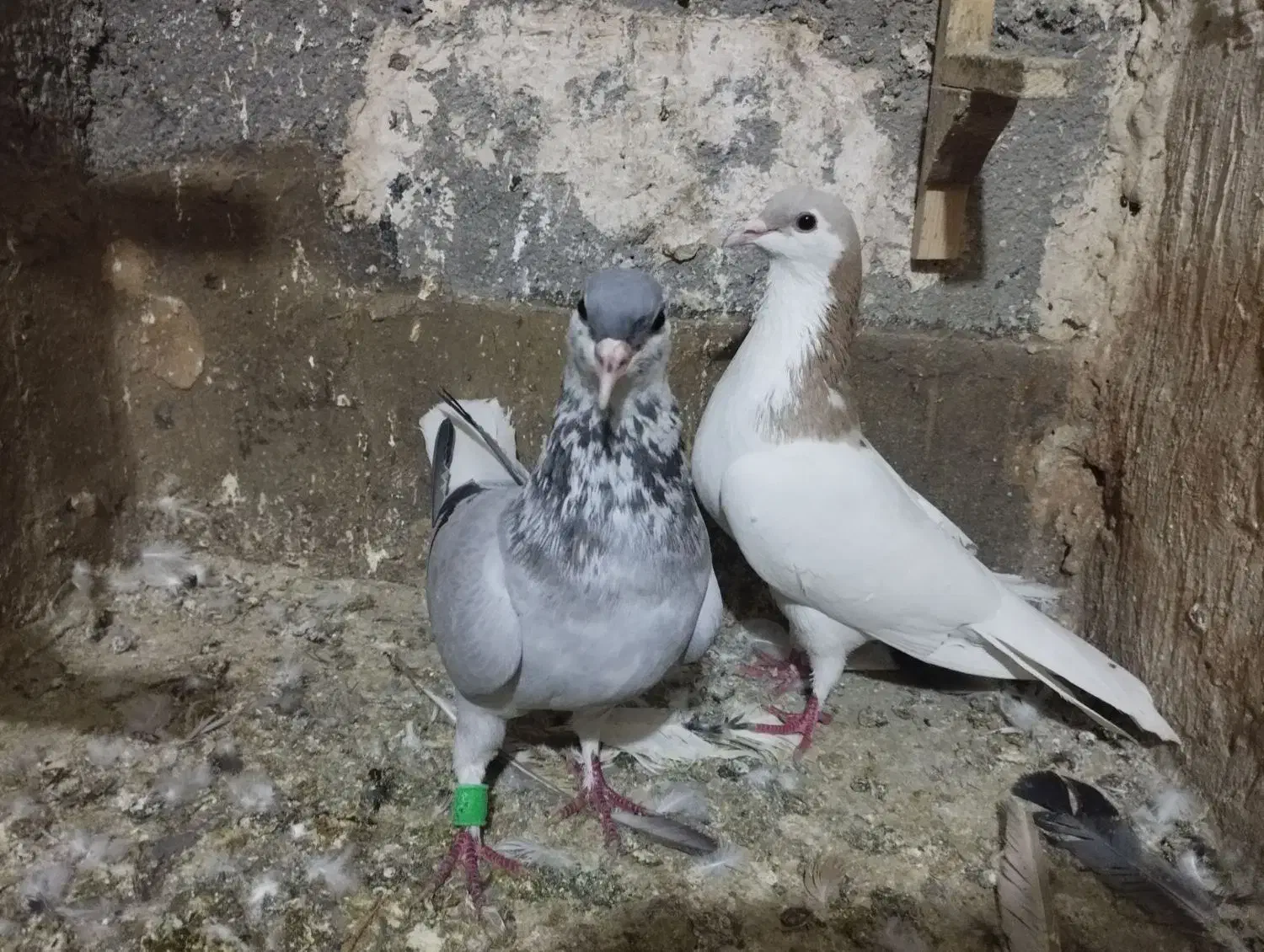 کفتر رنگه سینه هفرنگ دمسفید سارکاکلی ....|پرنده|مشهد, رستگار|دیوار