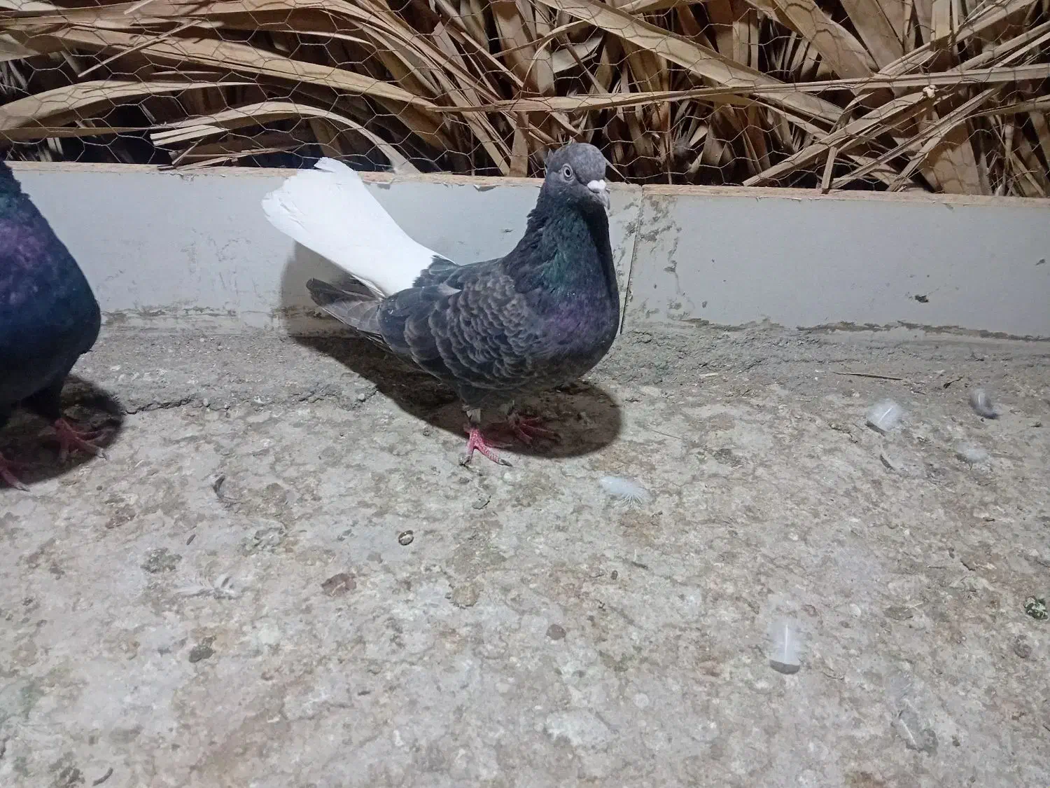 ستا کبوتر|پرنده|فهرج, |دیوار