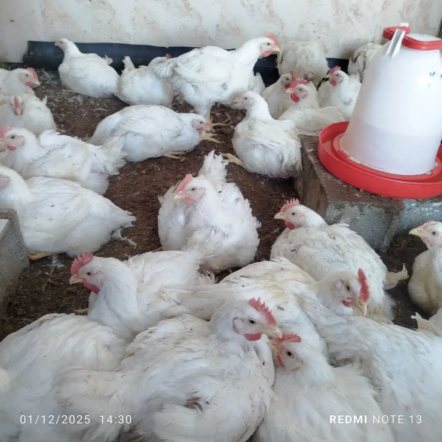 مرغ گوشتی ارگانیک|حیوانات مزرعه|تاتار علیا, |دیوار