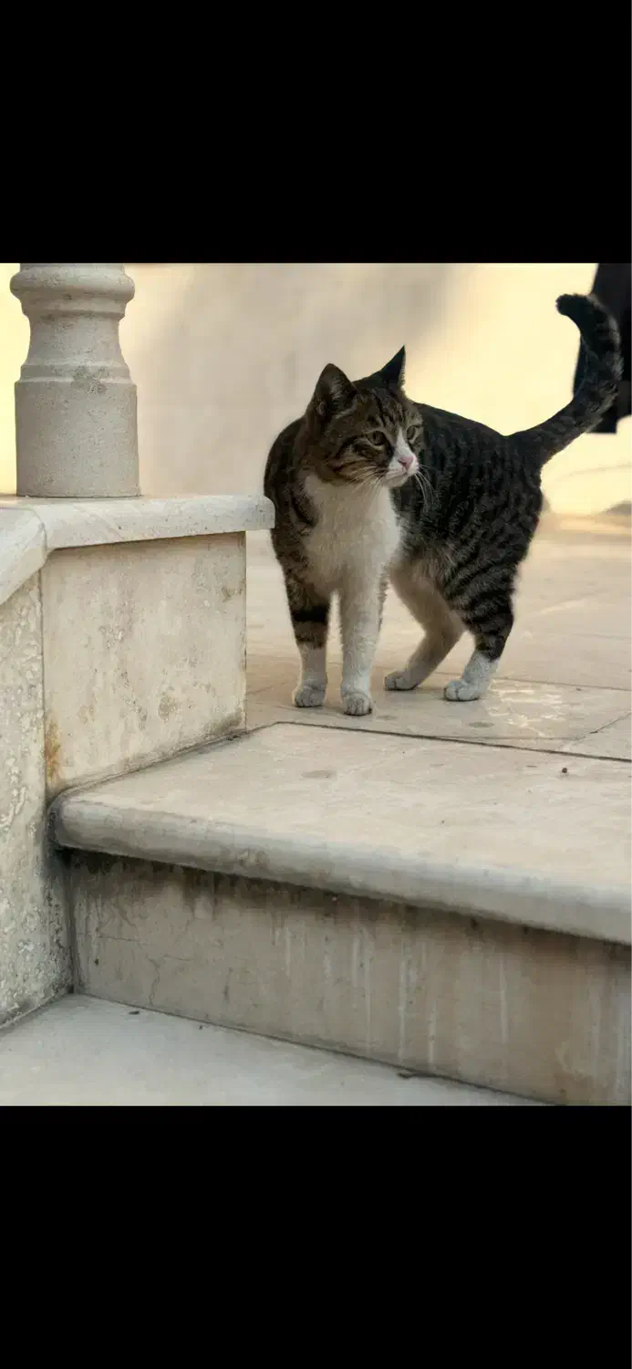 واگذاری گربه|گربه|شیراز, چنچنه|دیوار