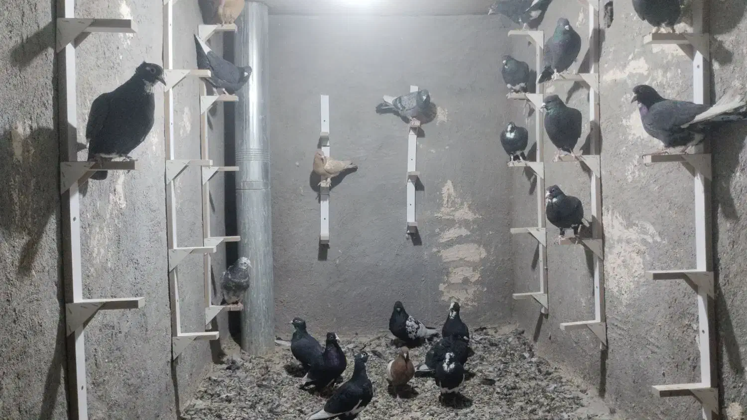 کبوتر|پرنده|رفسنجان, |دیوار