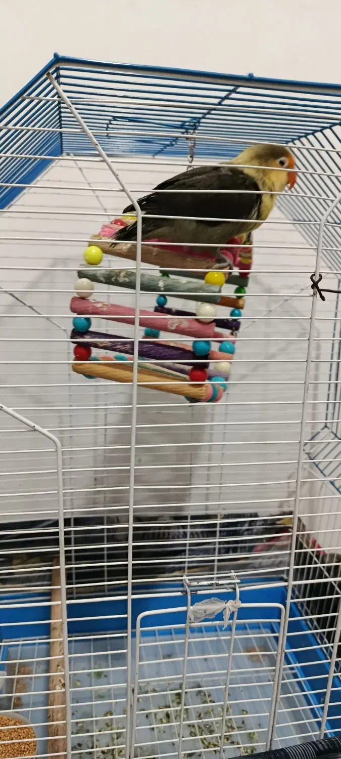 طوطی برزیلی گم شده|پرنده|کنگاور, |دیوار