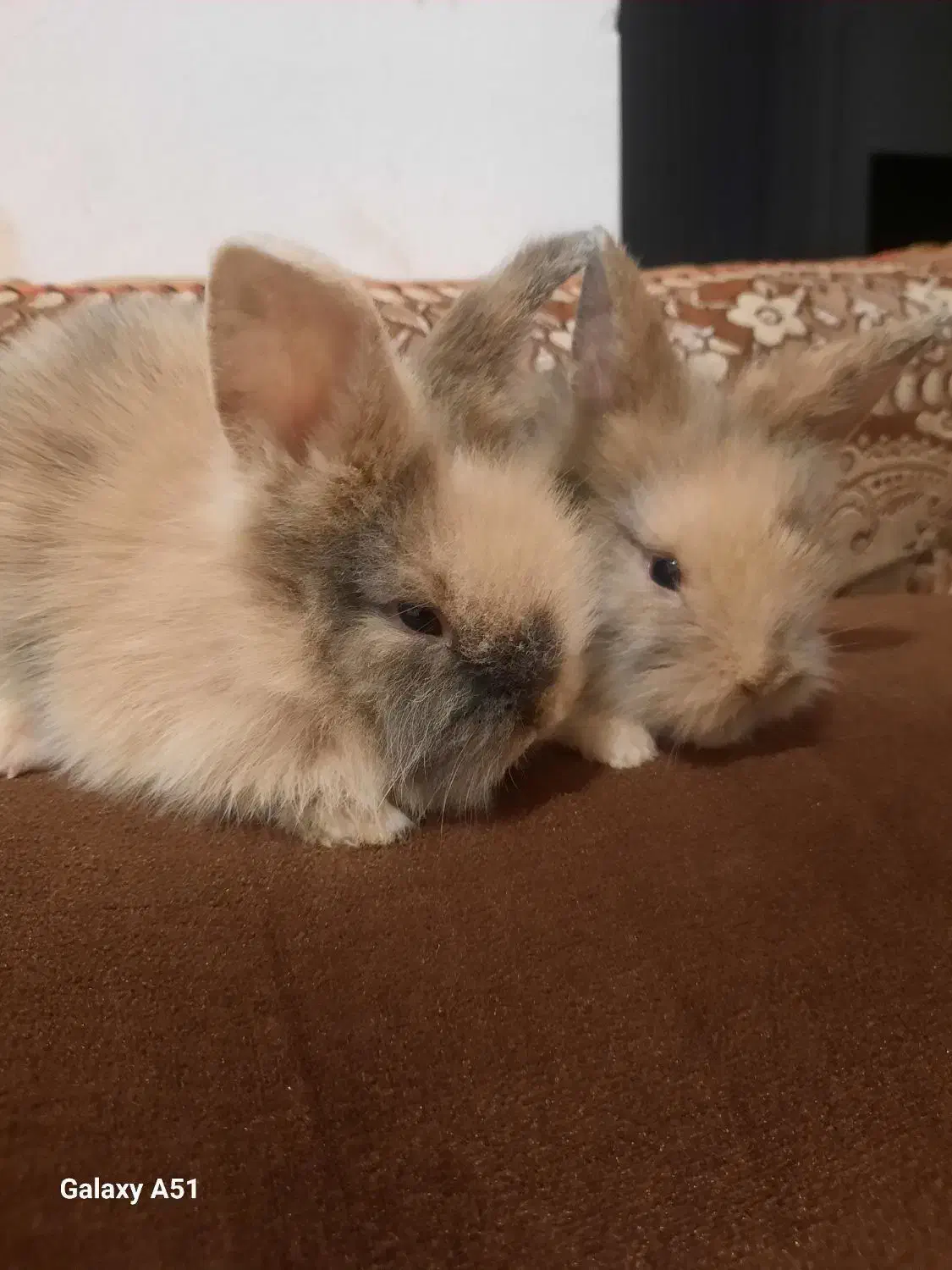 خرگوش لوپ و جرسی|موش و خرگوش|بوشهر, |دیوار