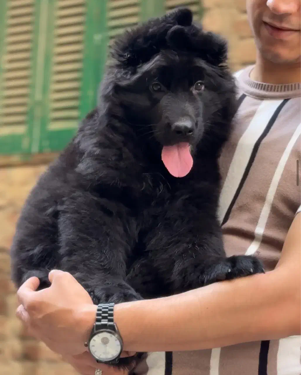 توله ژرمن وارداتی شپرد ۳ ماهه|سگ|رشت, آتشگاه|دیوار