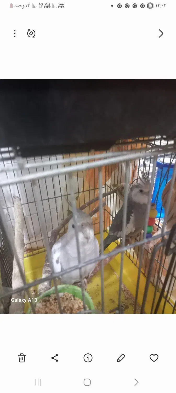 طوطی عروس|پرنده|رشت, پیرکلاچای|دیوار