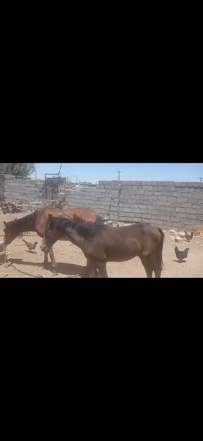 فروش اسب کرد مادیون وکره|اسب و تجهیزات اسب‌سواری|سیرجان, |دیوار